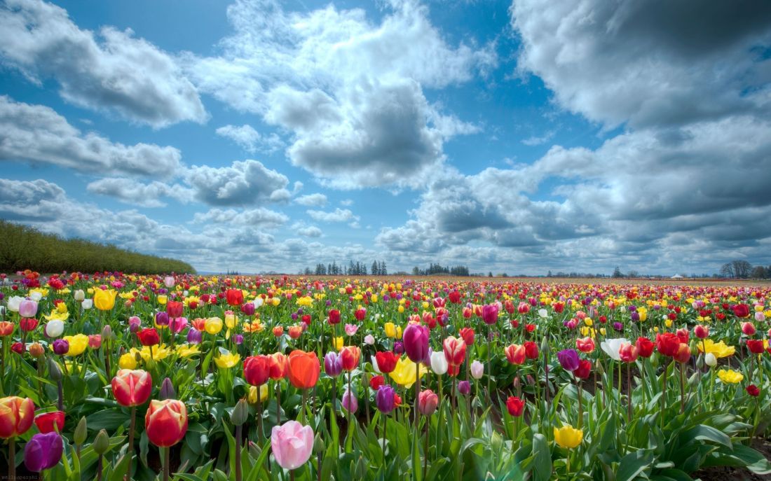flowers